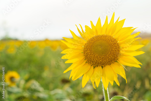 Sunflower natural background  Sunflower blooming  Sunflower oil improves skin health and promote cell regeneration