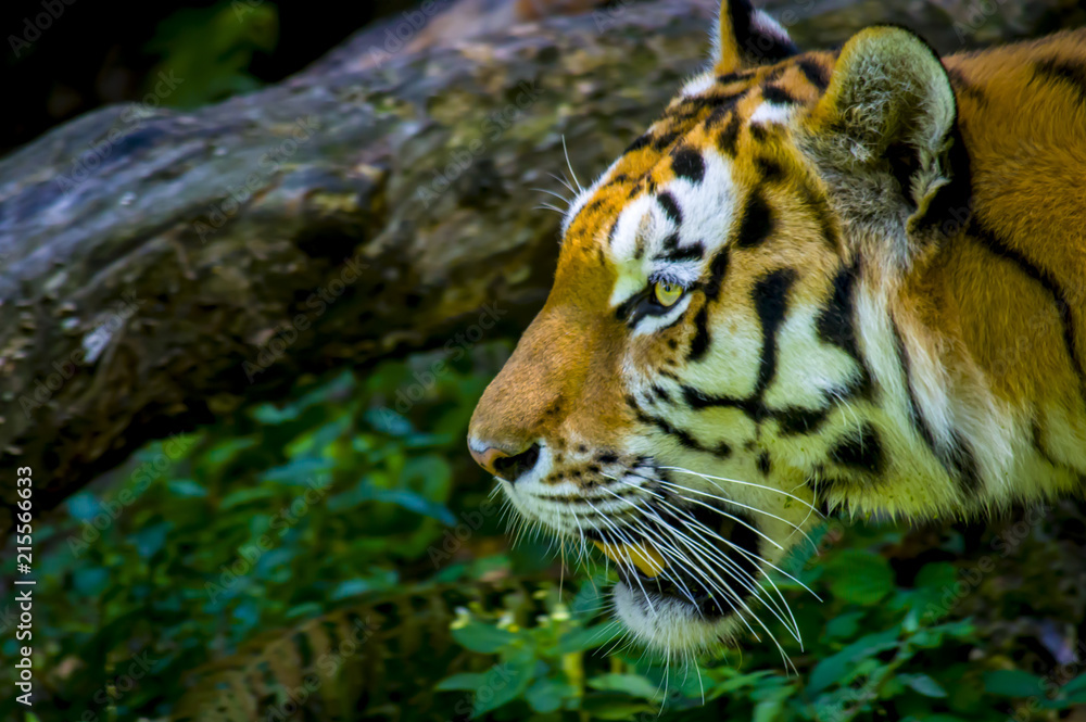 Obraz premium tiger