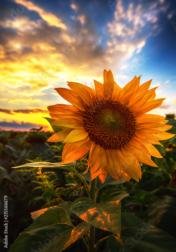 Fototapeta Naklejka Na Ścianę i Meble -  Sunflowers at sunset