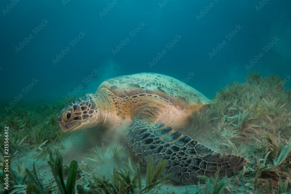 Fototapeta premium Green Turtle feeding on the sea grass at red sea