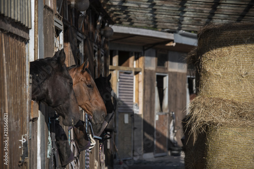 group of purebred beautiful horses stands in a stable in a stable. photo