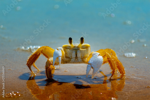 Фотография The crab
