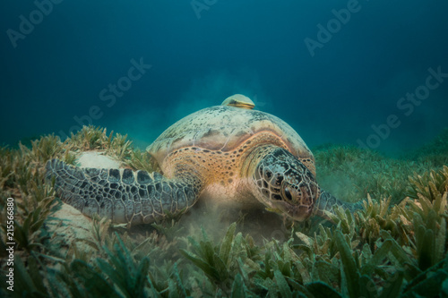 Green Turtle feeding on the sea grass at red sea