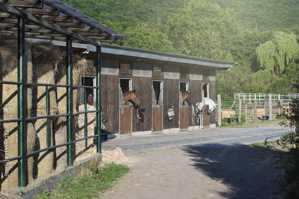 group of purebred beautiful horses stands in a stable in a stable. group of purebred beautiful horses stands in a stable in a stable.
