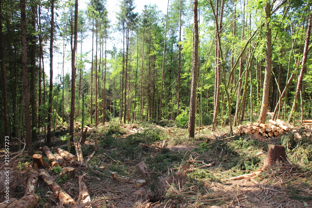Fototapeta premium Stumrschaden im Wald 