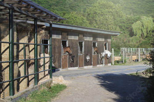 Photos group of purebred beautiful horses stands in a stable in a stable