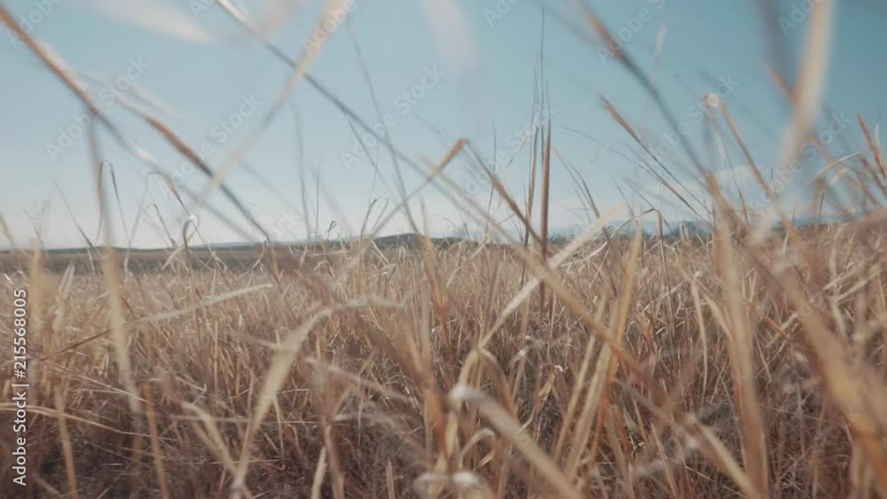Low angle walk through dry grass on Olkhon Island. Low angle walk through dry grass on Olkhon Island.