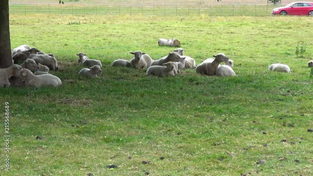 View of beautiful landscape with green pasture and sheep resting under tree. View of beautiful landscape with green pasture and sheep resting under tree.