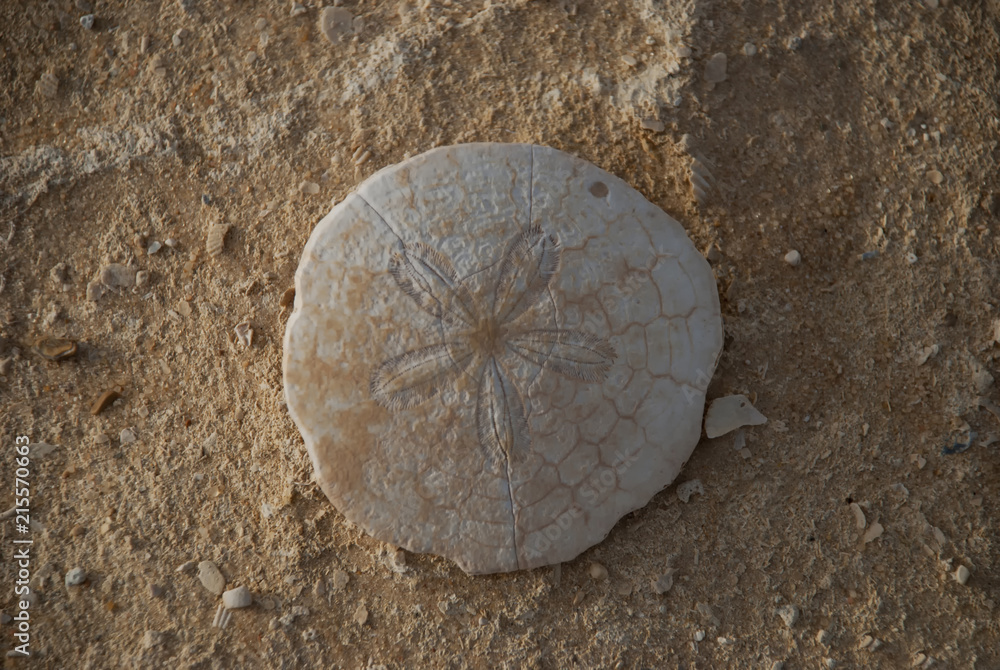 Foto Stock Sand Dollar. round fossil in the desert. Egypt, Siwa Oasis |  Adobe Stock