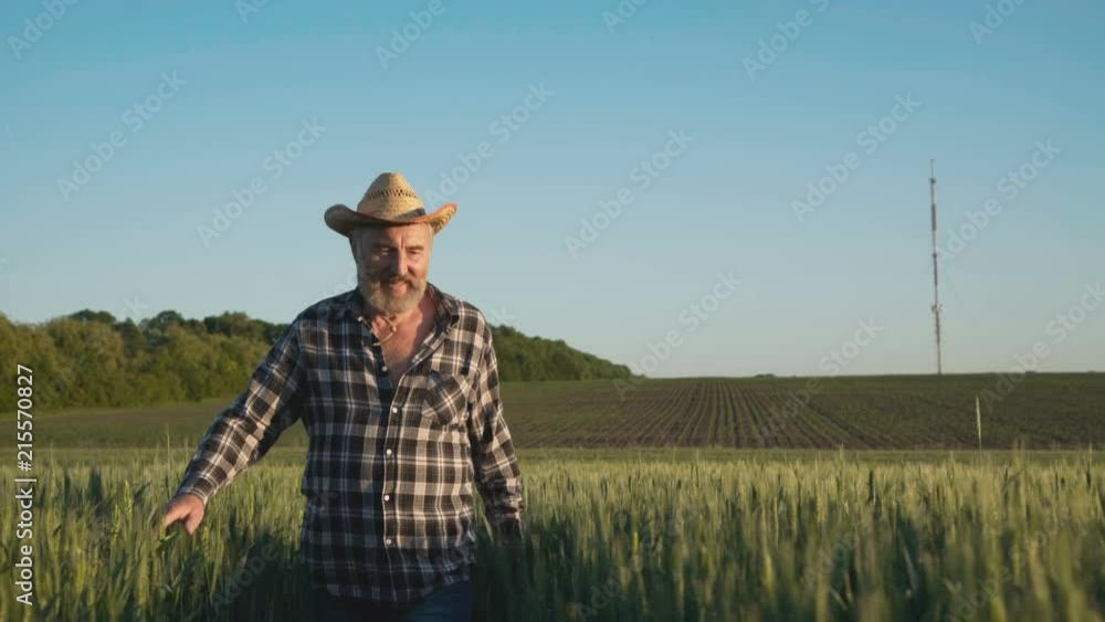 Happy farmer walks on, caresses the tops of wheat spikes and looks at camera Happy farmer walks on, caresses the tops of wheat spikes and looks at camera