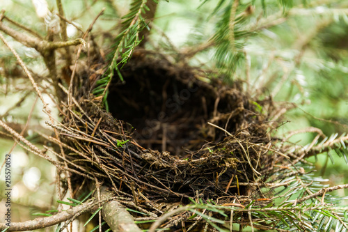 Empty bird nest in branches, wild forest animals.