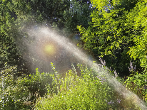 The jet from the watering device irrigates the green plants.