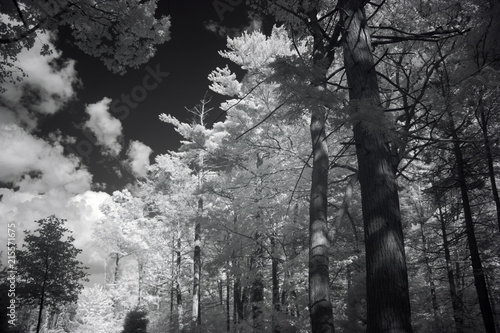 Wallpaper Mural Landscape Photography, High Contrast Wideband Infrared Photo Torontodigital.ca