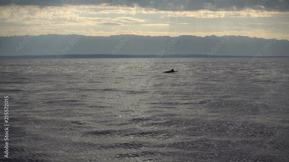 Dolphins swim in calm water. Croatia in the background. Adriatic Sea. Dolphins swim in calm water. Croatia in the background. Adriatic Sea.