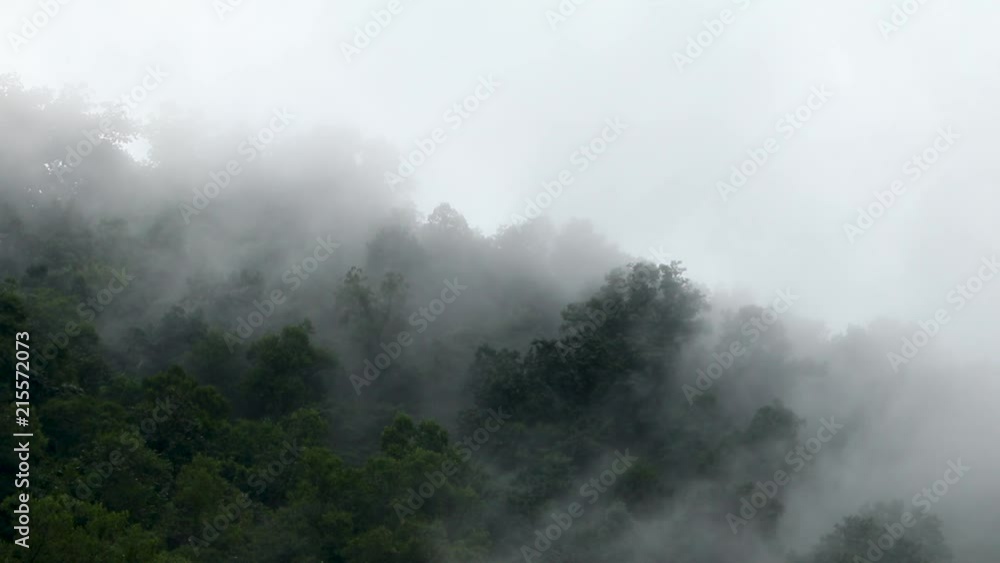 Still fog hanging in the air around a dark green forest in the mountains. Still fog hanging in the air around a dark green forest in the mountains.