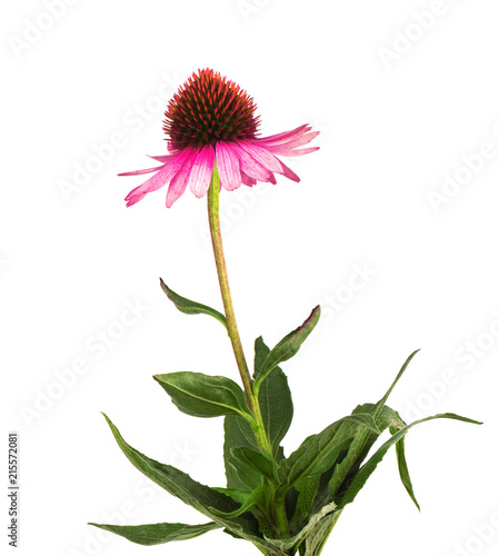 Echinacea flowers close up isolated on white backgrounds. Medicinal herbs.