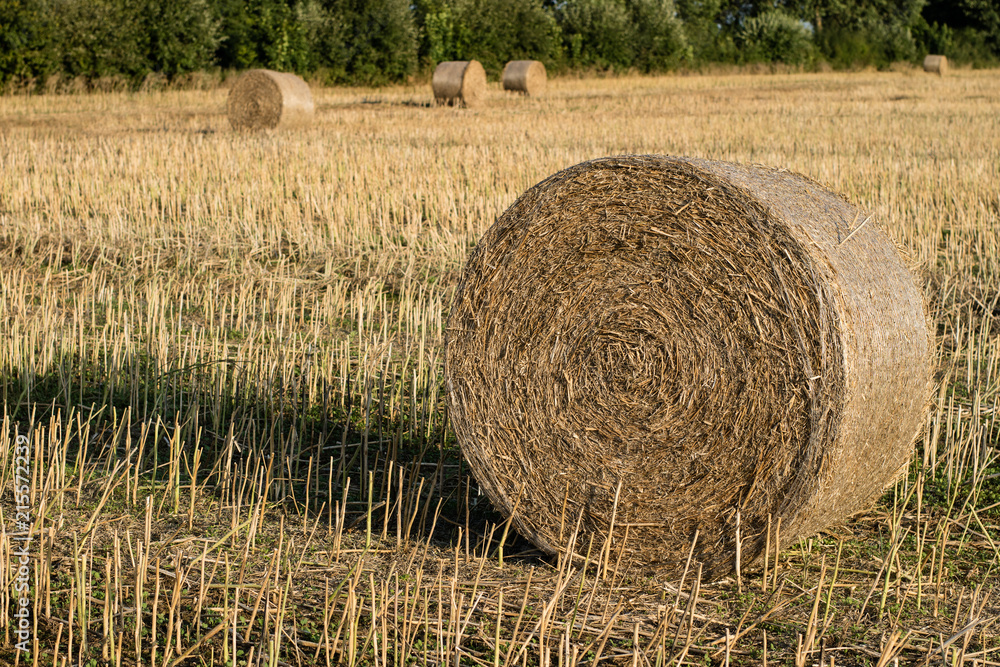 Sheaves of straw arranged in the field. Work done during harvest. Sheaves of straw arranged in the field. Work done during harvest.
