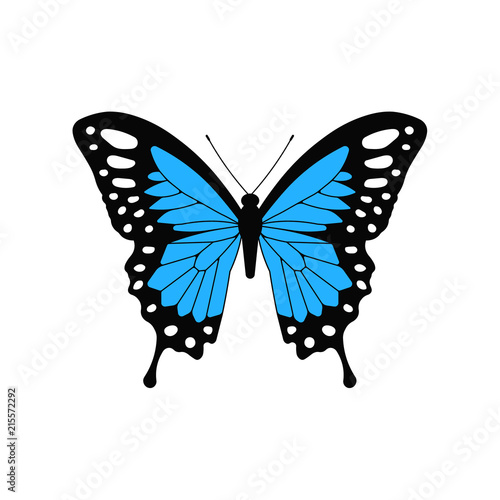 Blue butterfly. Vector. Isolated. photo