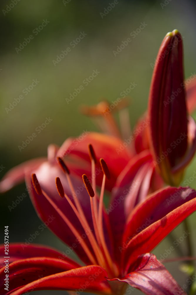FLOWERS - red lilies