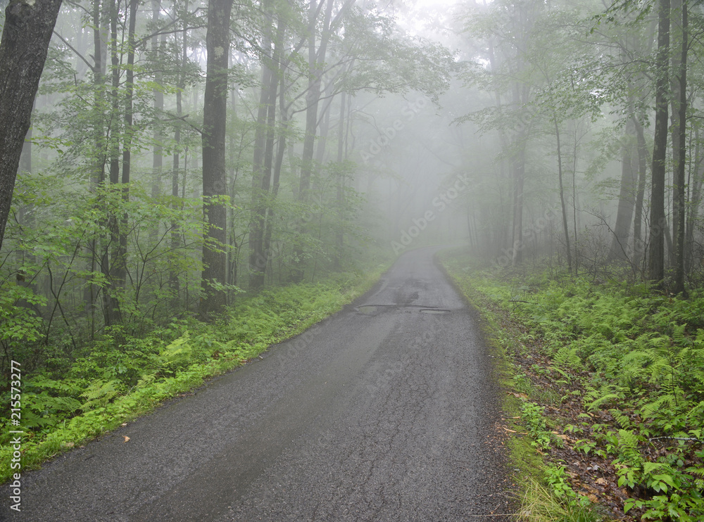 Fototapeta premium Fog rolls in during a raining day on narrow one lane road at Allegheny National Forest