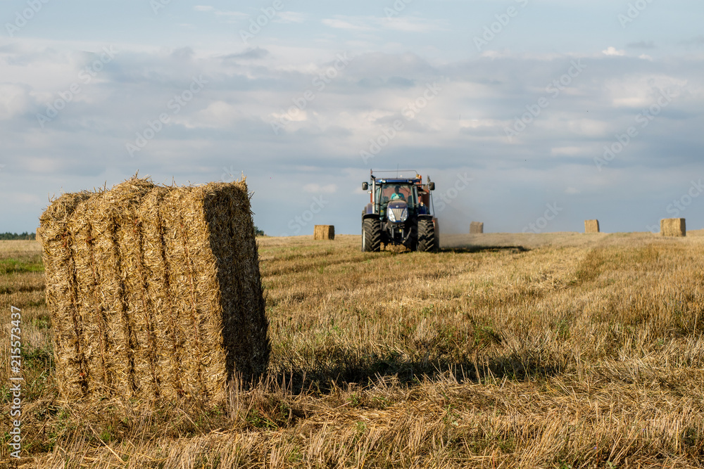 Fototapeta premium Sheaves of straw arranged in the field. Work done during harvest.