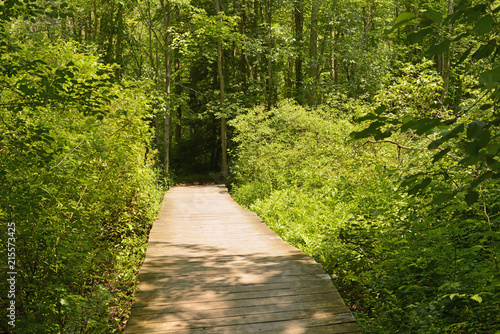 Boardwalk on the path in the park