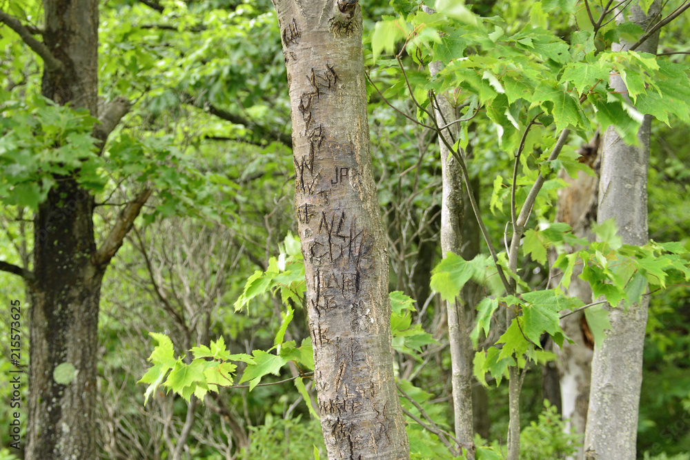Letters carved into tree trunk