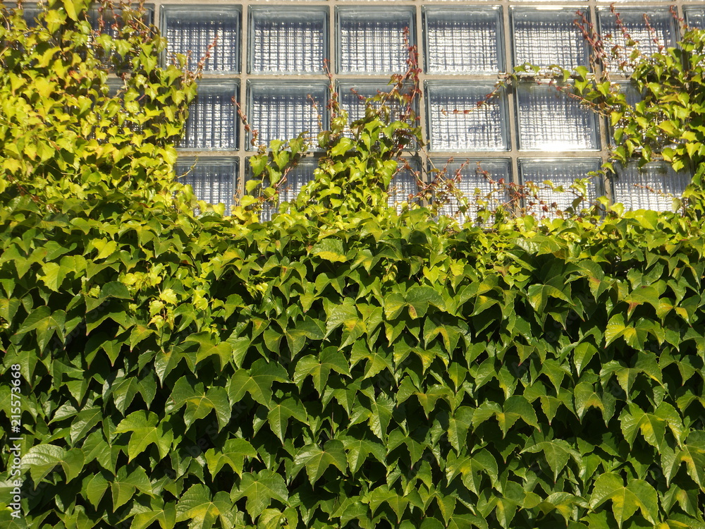 Wall of glass blocks  overgrown with ivy