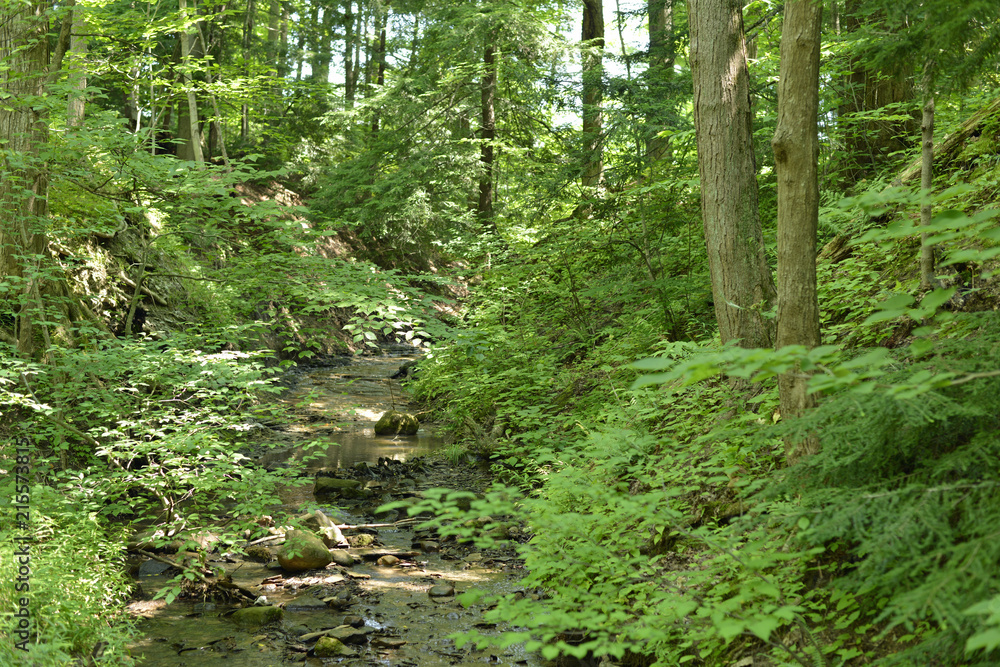 Small creek wanders among the heavy undergrowth