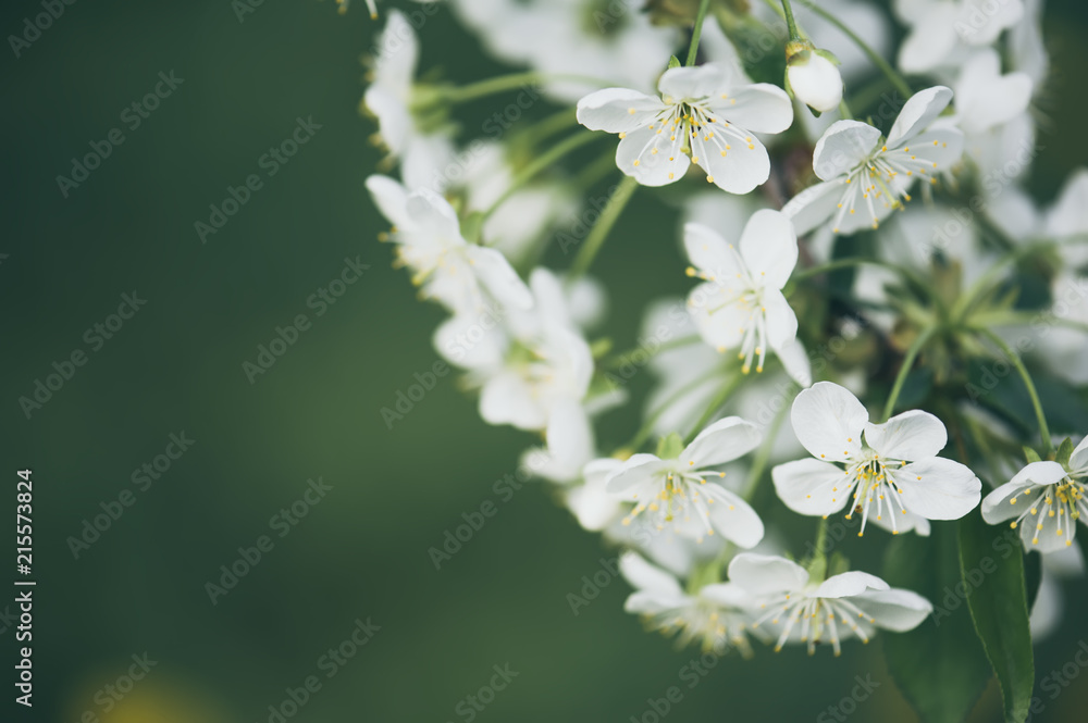 Blossoming of cherry flowers in spring time with green leaves, floral frame Blossoming of cherry flowers in spring time with green leaves, floral frame