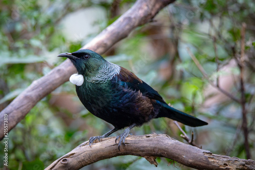 The tui is known for it's white tufts at its neck and the loud noises and songs it makes photo