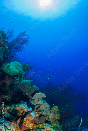 Fototapeta Naklejka Na Ścianę i Meble -  A coral seascape can be seen thriving in its underwater habitat. This structure provides sanctuary for a host of marine life