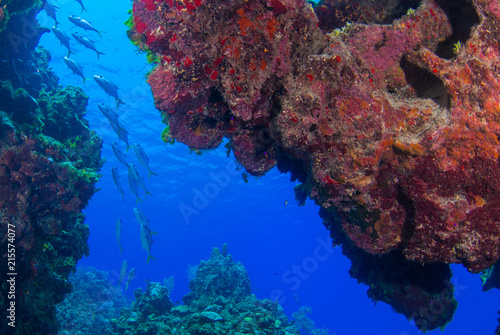 A shot from within the reef looking out into the deep blue ocean where a school of jacks can be seen swimming around in the tropical warm blue water