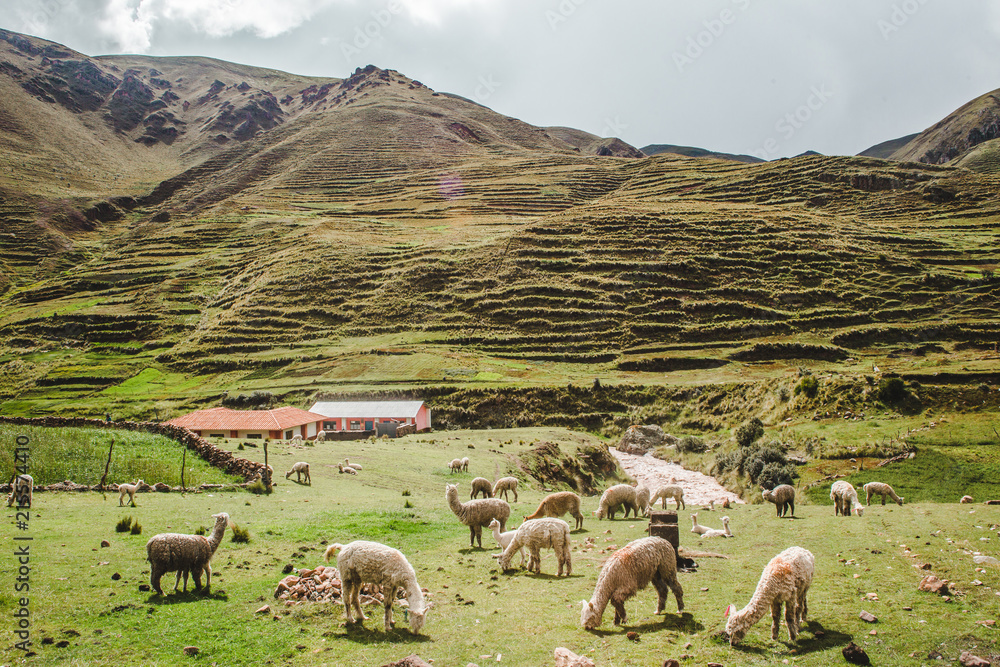 Fototapeta premium White and brown herd of llamas and alpacas on a small farm in the hills of rural Peru