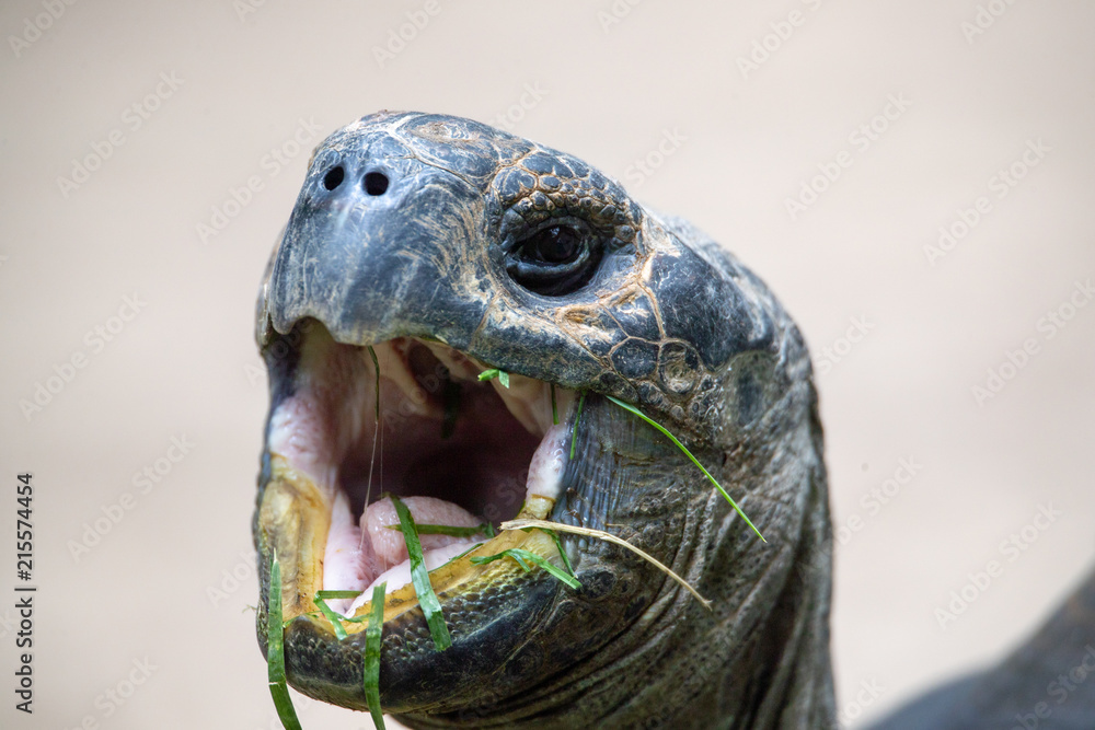 Turtle Turtle