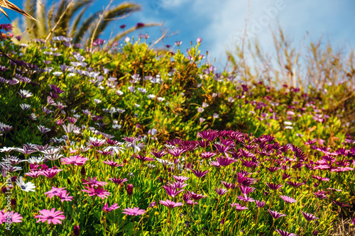 field of beautiful African daisy  natural background