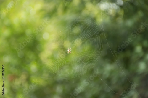 Big spider web & spider with a green background