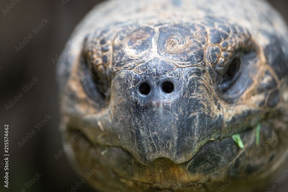 Turtle Turtle