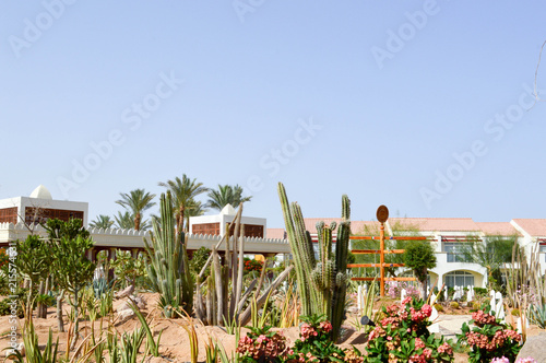 Park with cactus exotic tropical desert against white stone buildings in Mexican Latin American style against the blue sky