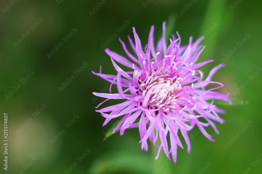 Background summer meadow countryside and flower. Background summer meadow countryside and flower.