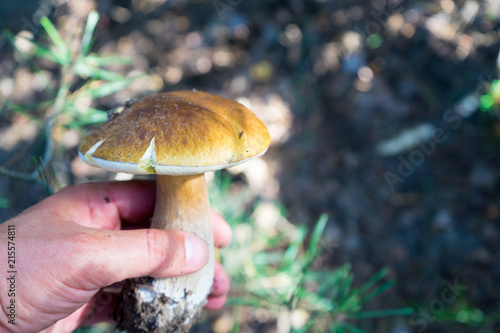 Look for mushrooms in the forest. Mushroom is a great substitute for meat.
