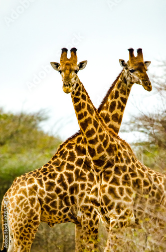 Photography Two Giraffes