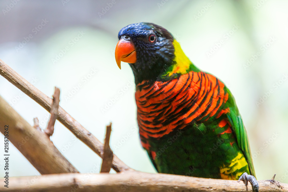 Obraz premium Bird