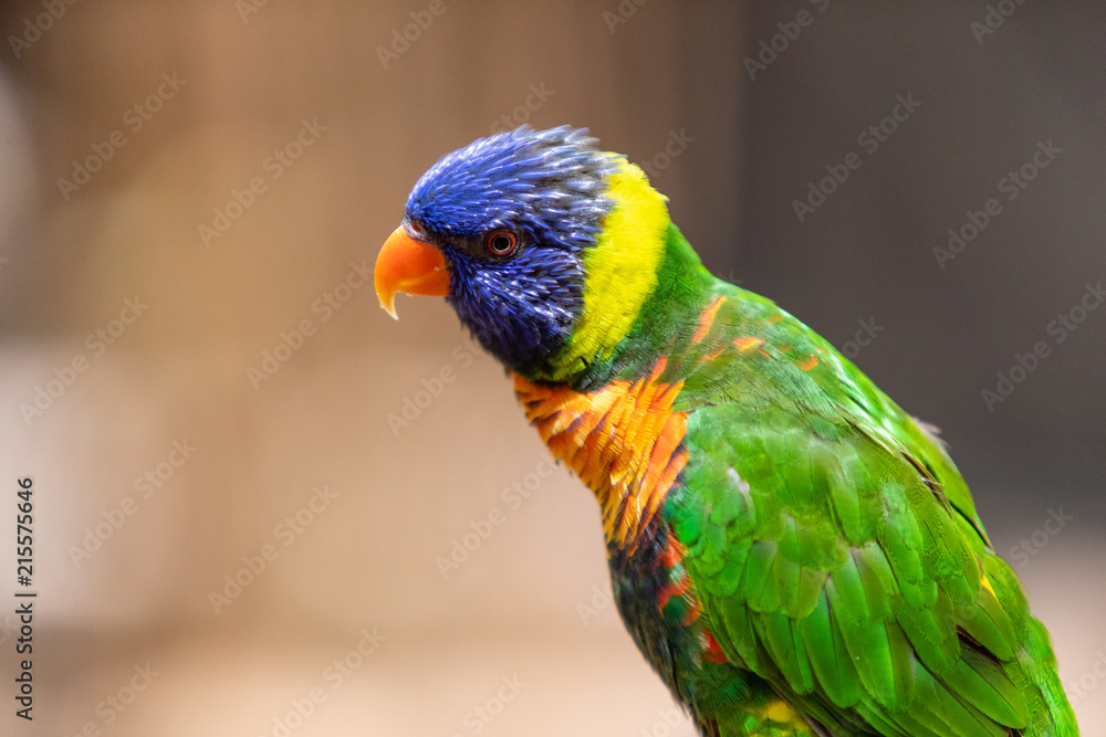 Bird Bird