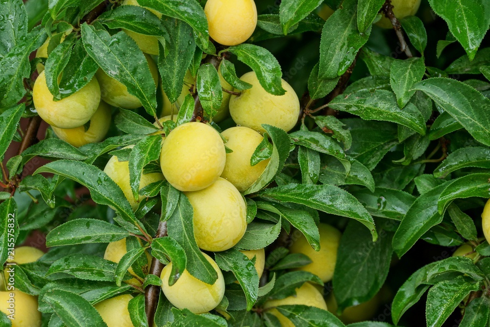 many ripe yellow plums on a branch with green leaves