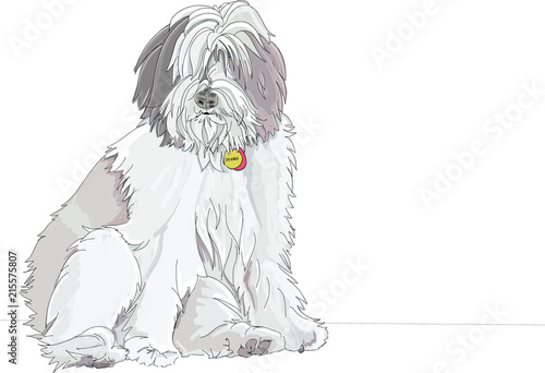 Fluffy sheepdog with full fur, sitting on a sofa and looking at the camera. Dog is a purebred Polish Lowland Sheepdog but also looks like an Old English Sheepdog puppy. Hand drawn vector illustration.