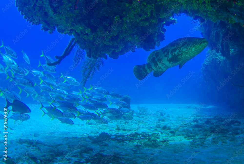 Obraz premium Caribbean reef fish. A goliath grouper can be seen in among a school of horse eyed jacks. The reef creatures are part of the delicate ecosystem that thrives in the underwater habitat