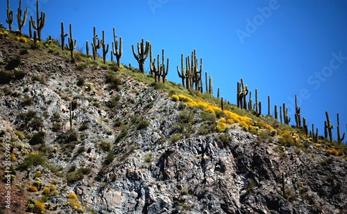 Tonto Ridge cliff cactus and fall color photo