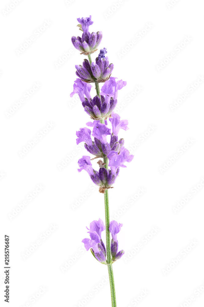 Naklejka premium Twig of lavender with leaf isolated on a white background