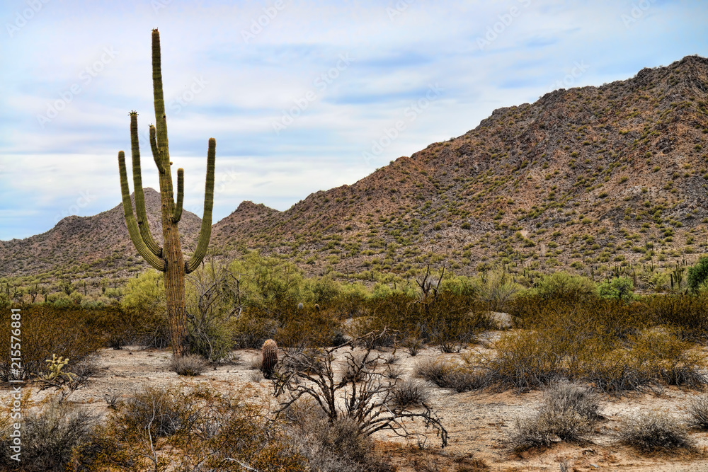 Sonora Desert Arizona San Tan Mountains
